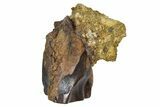 Fossil Triceratops Shed Tooth - Wyoming #379867-1